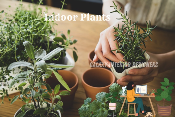 Indoor plants in terracotta pots being arranged for a green interior design by Galaxy Interior Designers in Chennai. Perfect for enhancing home air quality and adding natural beauty. 🌿🏡